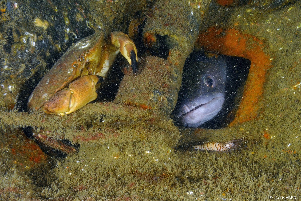 Cancer-pagurus-Conger conger-Belle ile  Philippe Eric-16m-20160701-Denis-ADER-DSC_8406_tn.jpg
